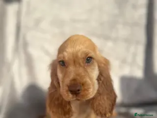 Cocker Spaniel dogs Show Cocker Spaniels ready to leave❤️ - Advert 1
