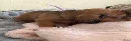 Miniature Dachshund dogs for sale: 5 beautiful miniature dachshund  - Advert 17