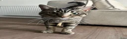 British Shorthair cats for sale: Tabby boy available  - Advert 16