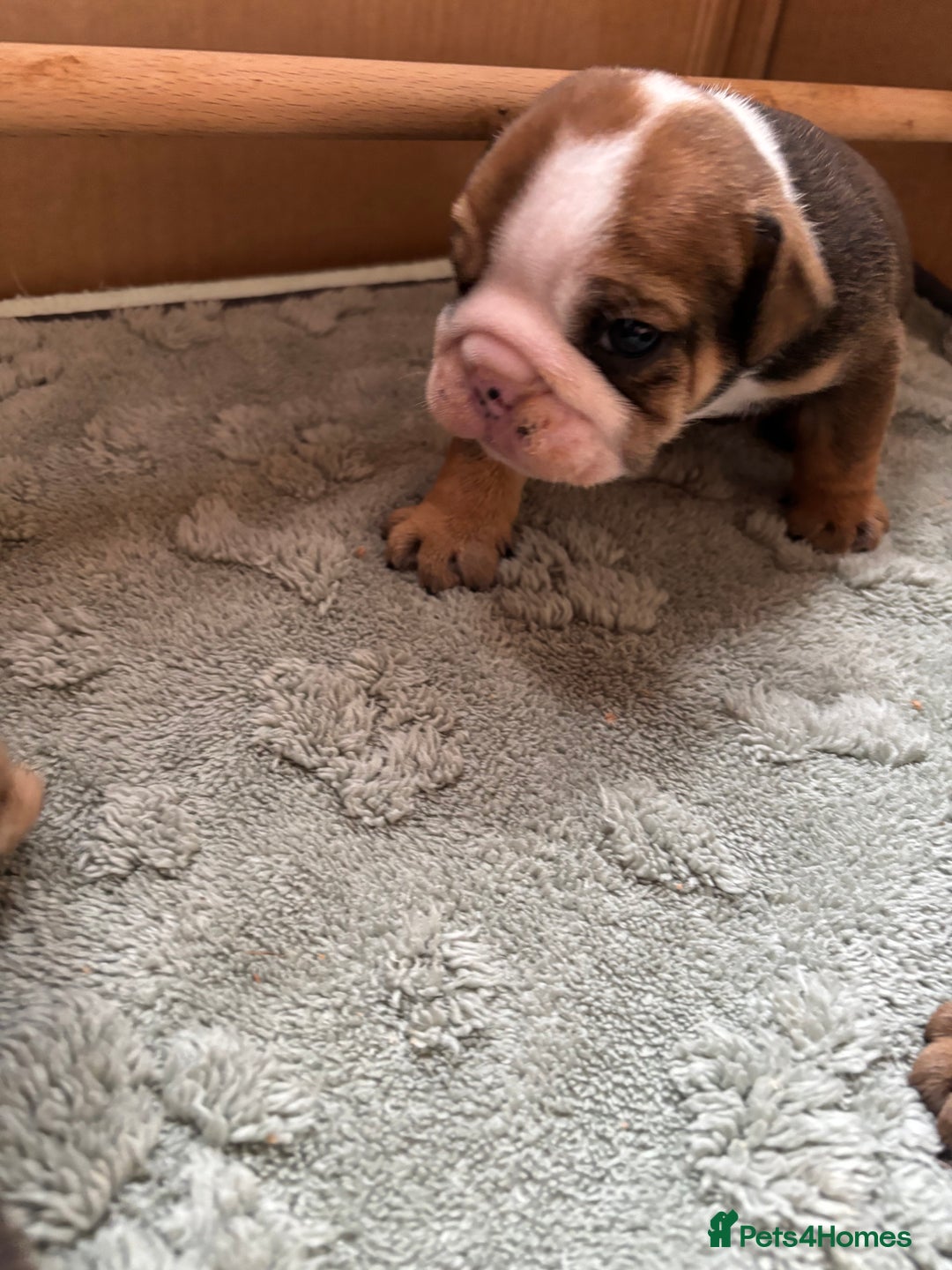 English Bulldog dogs for sale: Ready to go English bulldog puppies - Image 11