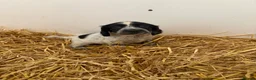 Cocker Spaniel dogs for sale: Cocker spaniel pups  - Advert 10