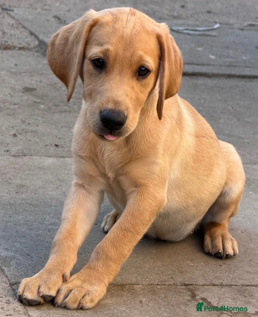 Labrador Retriever dogs 🐾 *******Quality fox red KC reg *******  🐾  - Advert 1