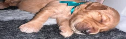 Golden Retriever dogs for sale: KC Golden Retrievers - Health Tested & Home Raised in Trowbridge - Advert 5