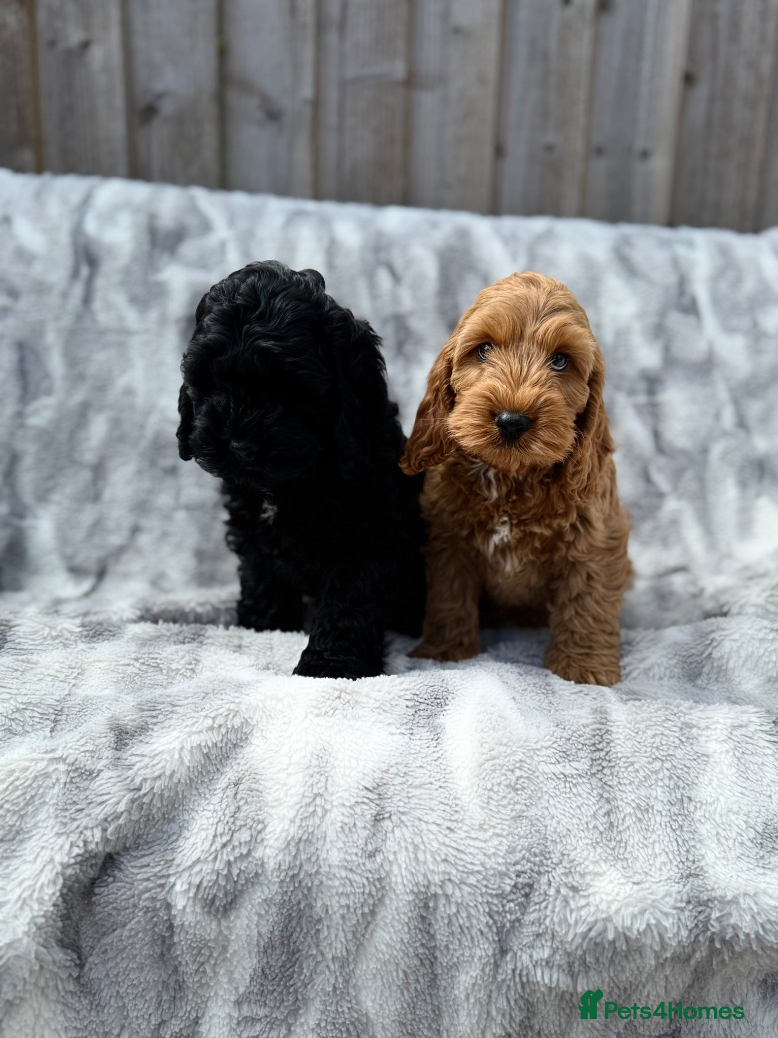 Cockapoo dogs F1 cockapoo puppies READY NOW - Advert 18