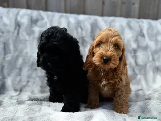 Cockapoo dogs F1 cockapoo puppies READY NOW - Advert 18