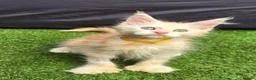 Maine Coon cats for sale: Last Boy Ready now Tica MaineCoon  - Advert 15
