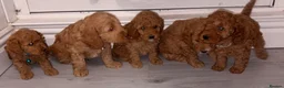 Cockapoo dogs for sale: Cockapoo puppies  in Ashford - Advert 7