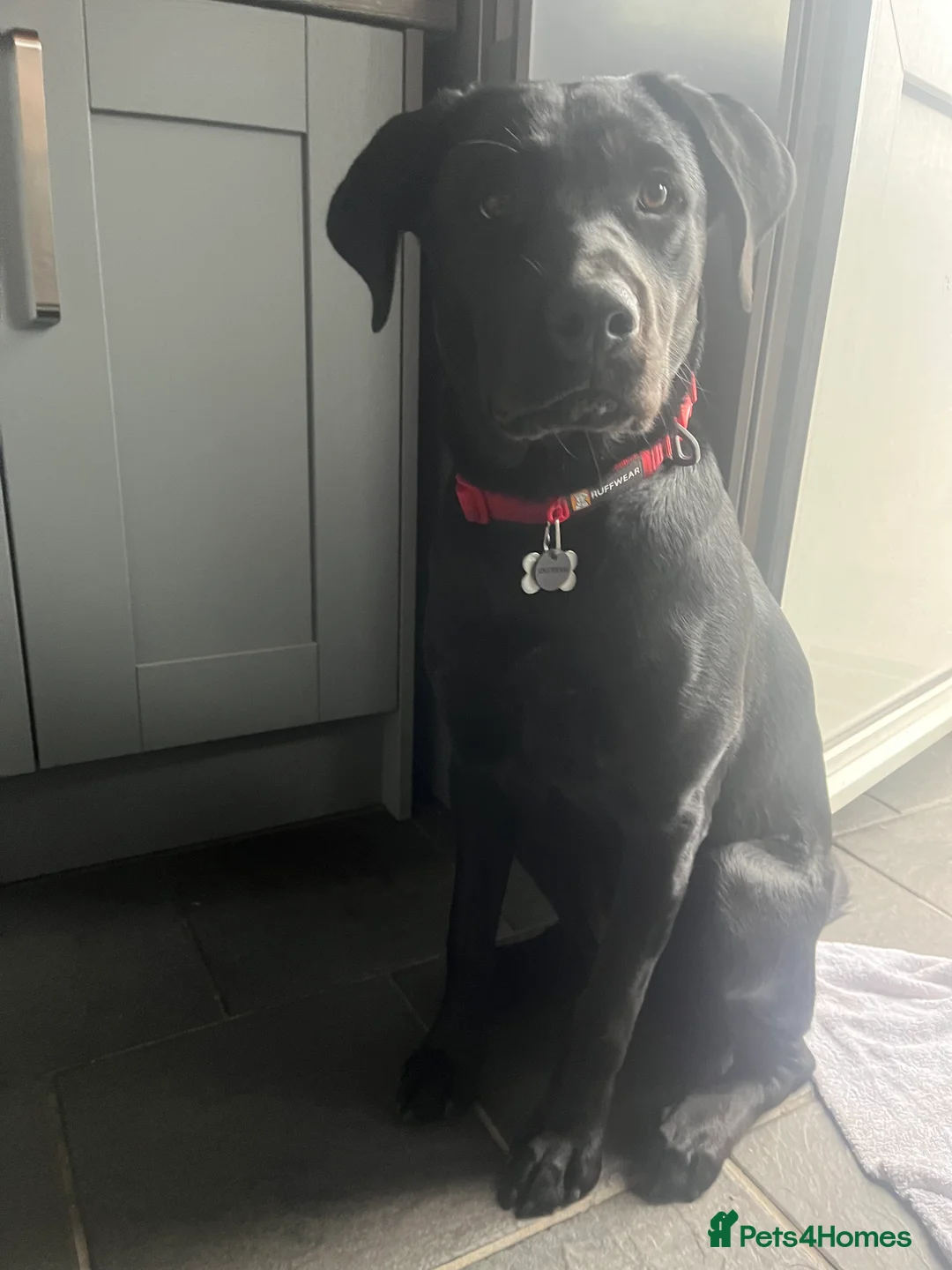 Mixed Breed dogs for sale: Labrador x Rottweiler - Advert 2