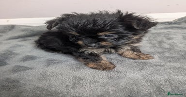 Chorkie dogs - Advert 2