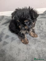 Chorkie dogs - Advert 2