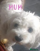 Maltipoo dogs - Advert 5