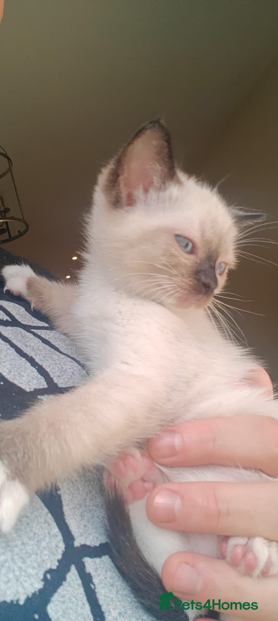 Siamese cats READY NEXT WEEK TWO SIAMESE GIRLS - Advert 18