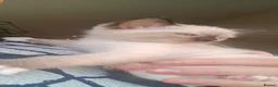 Siamese cats for sale: READY NOW TWO GORGEOUS SIAMESE GIRLS  - Advert 8