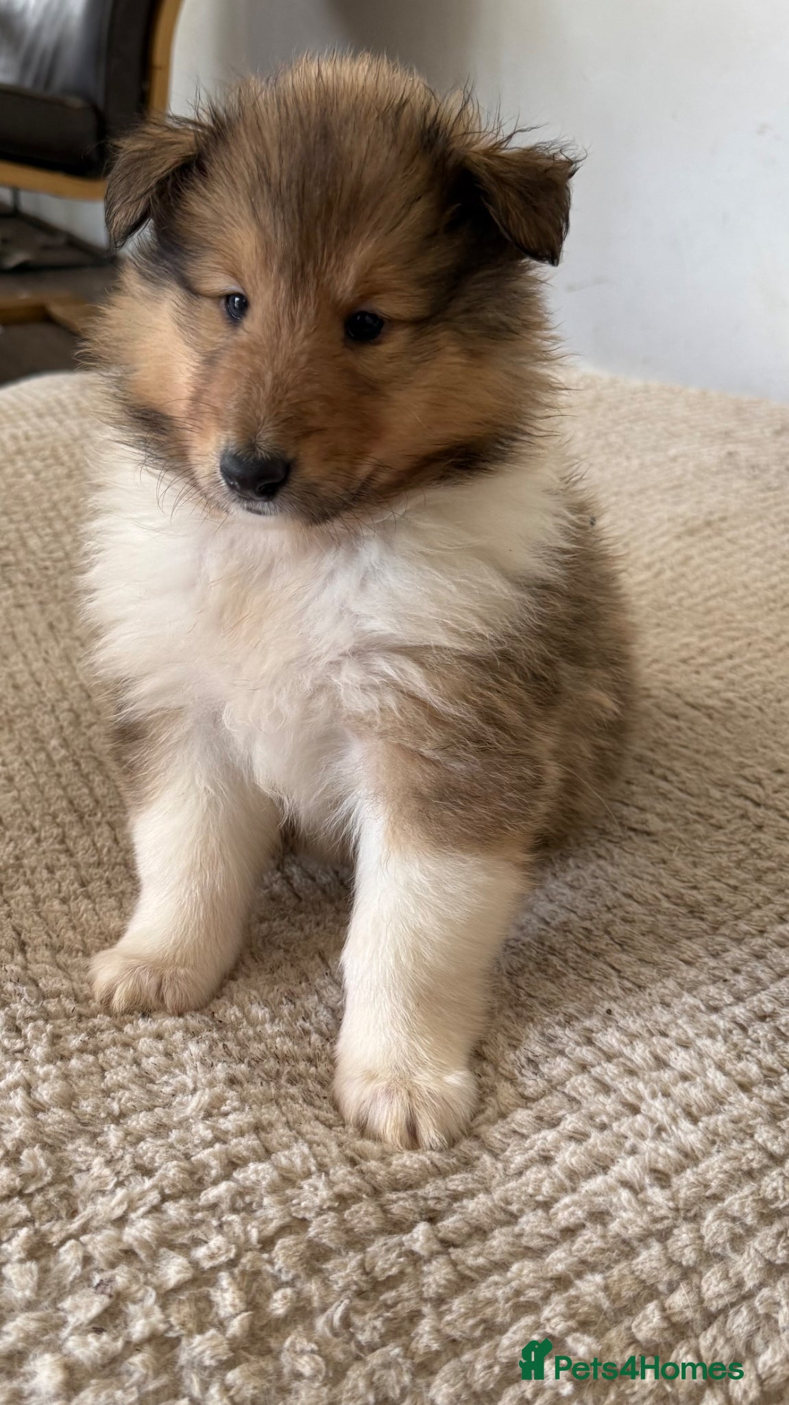 Rough Collie dogs Friendly, Confident Sable/White Male Rough Collie  - Advert 3