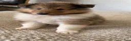 Rough Collie dogs for sale: Friendly, Confident Sable/White Male Rough Collie  - Advert 1