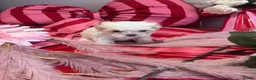 Maltipoo dogs for sale: F1 stunning Asian Maltipoo cream tiny puppies  - Advert 34