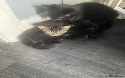 Domestic Shorthair cats for sale: Kittens needing new home! - Image 2
