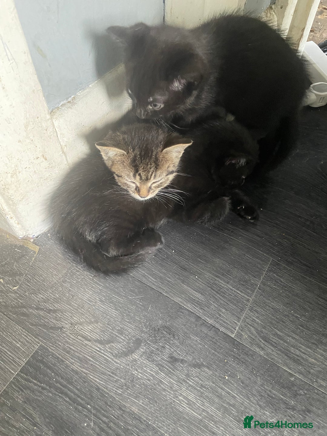 Domestic Shorthair cats for sale: Kittens needing new home! - Image 2