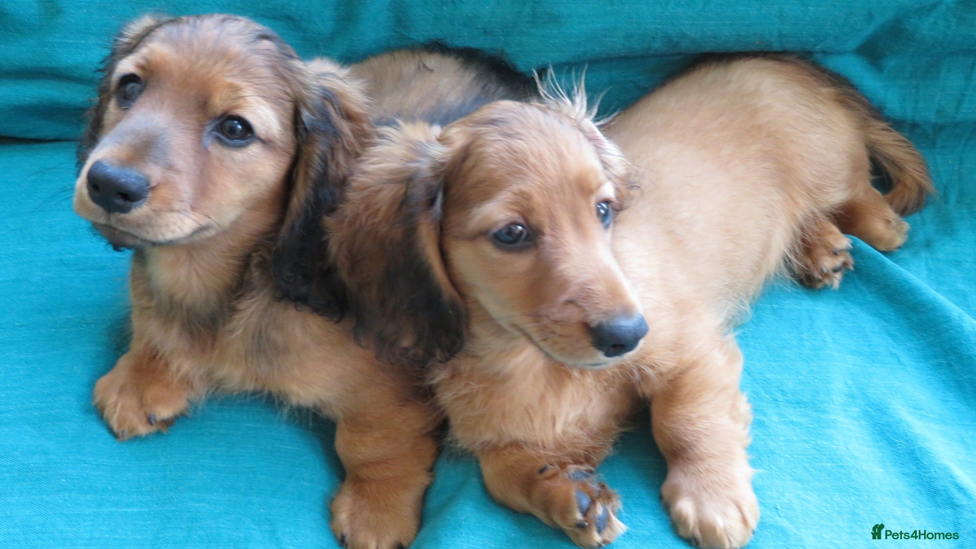 Miniature Dachshund dogs Miniature Longhaired Dachshund - Advert 2