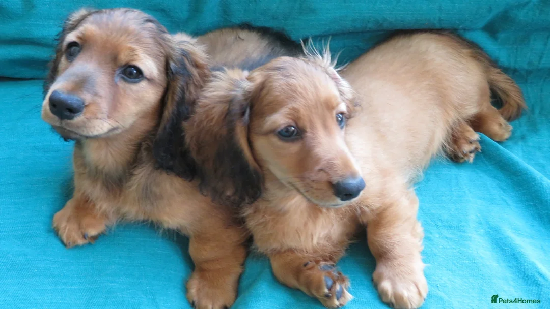 Miniature Dachshund dogs for sale: Miniature Longhaired Dachshund - Advert 2