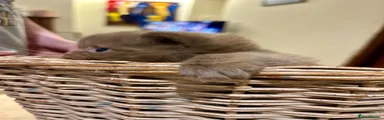 British Longhair Kitten 1