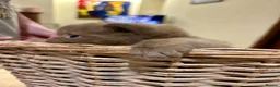 British Longhair cats for sale: Chunky BLH Chocolate Boy - Advert 13
