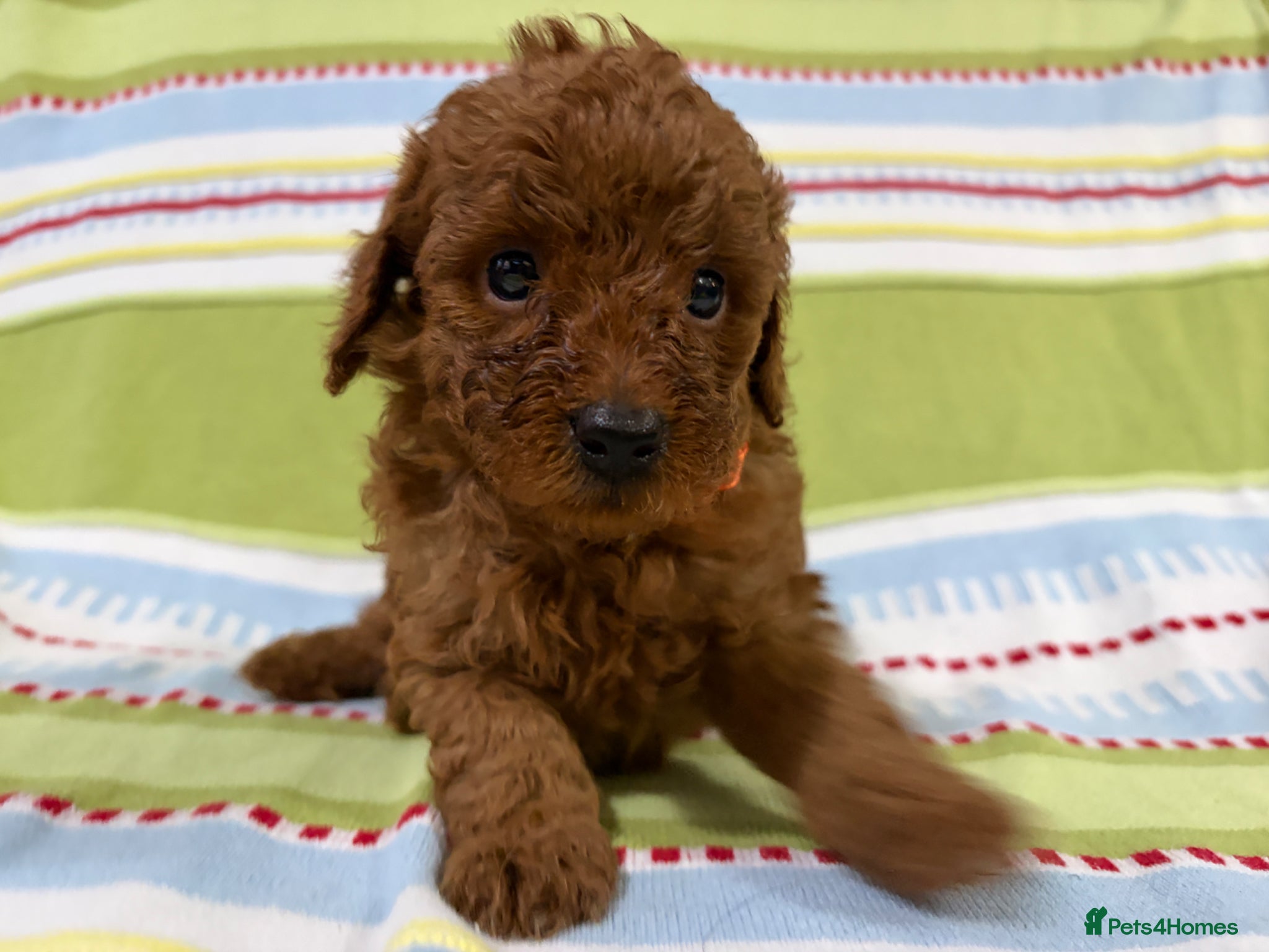 Toy Poodle dogs for sale: KC REGISTERED toy poodle puppies - Advert 3