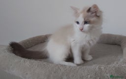 Ragdoll cats for sale: RAGDOLLS BOYS BICOLOUR VACCINATED MICROCHIPED  - Image 33