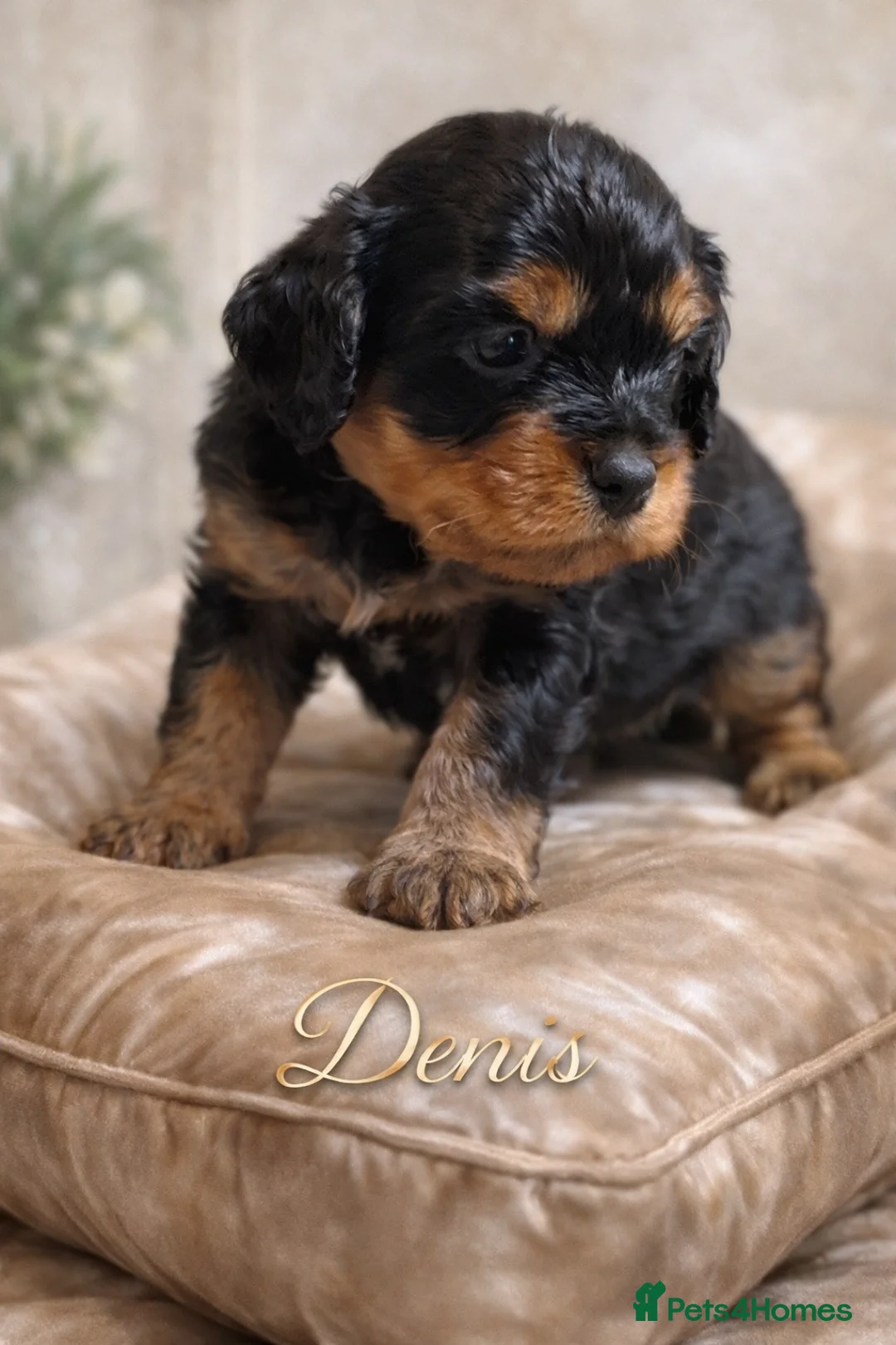Cavapoo dogs for sale: Cavapoo pups  - Advert 2