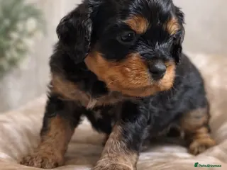 Cavapoo dogs Cavapoo Puppies – Health Tested KC Parents - Advert 5