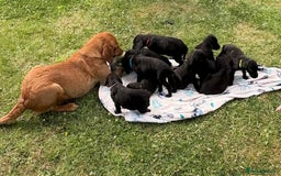 Labrador Retriever dogs for sale: KC Registered Black Labrador Pups 🐾 - Image 1