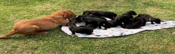 Labrador Retriever dogs for sale: KC Registered Black Labrador Pups 🐾 - Advert 9
