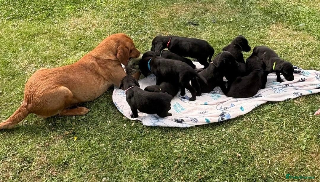 Labrador Retriever dogs for sale: KC Registered Black Labrador Pups 🐾 - Image 1