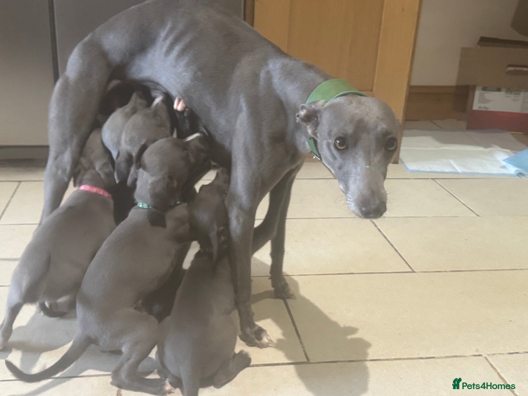 Whippet dogs for sale: Beautiful KC Reg Blue Whippet puppies - Image 35