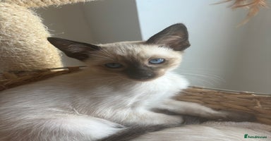 Siamese cats in Harpenden - Advert 11