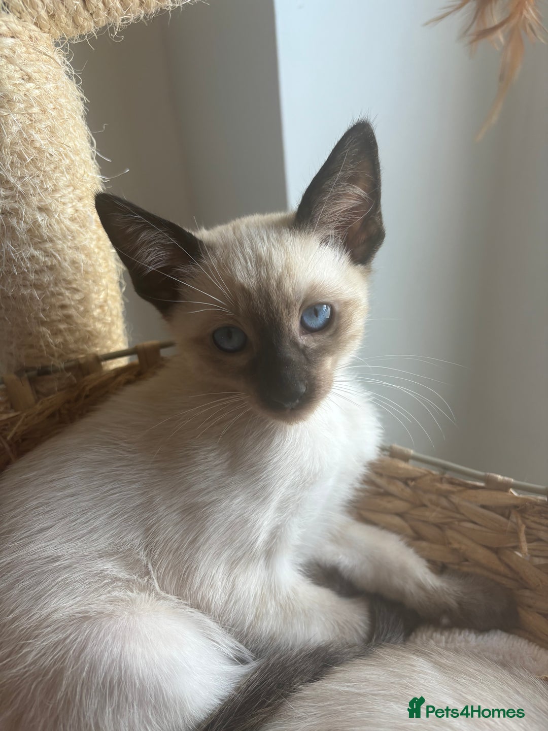 Siamese cats for sale: Playful Siamese Boys – Needs a Forever Family in Harpenden - Image 2