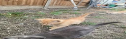 Domestic Shorthair cats for sale: 4 beautiful kittens is ready to go  - Advert 5