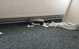 Mixed Breed cats for sale: Two kittens available  - Image 3