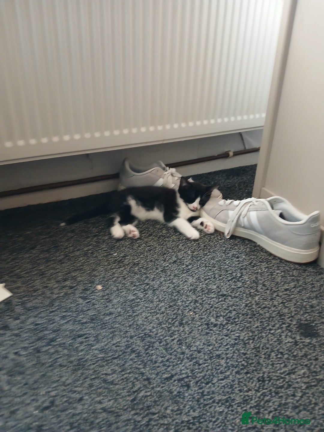 Mixed Breed cats for sale: Two kittens available  - Image 3