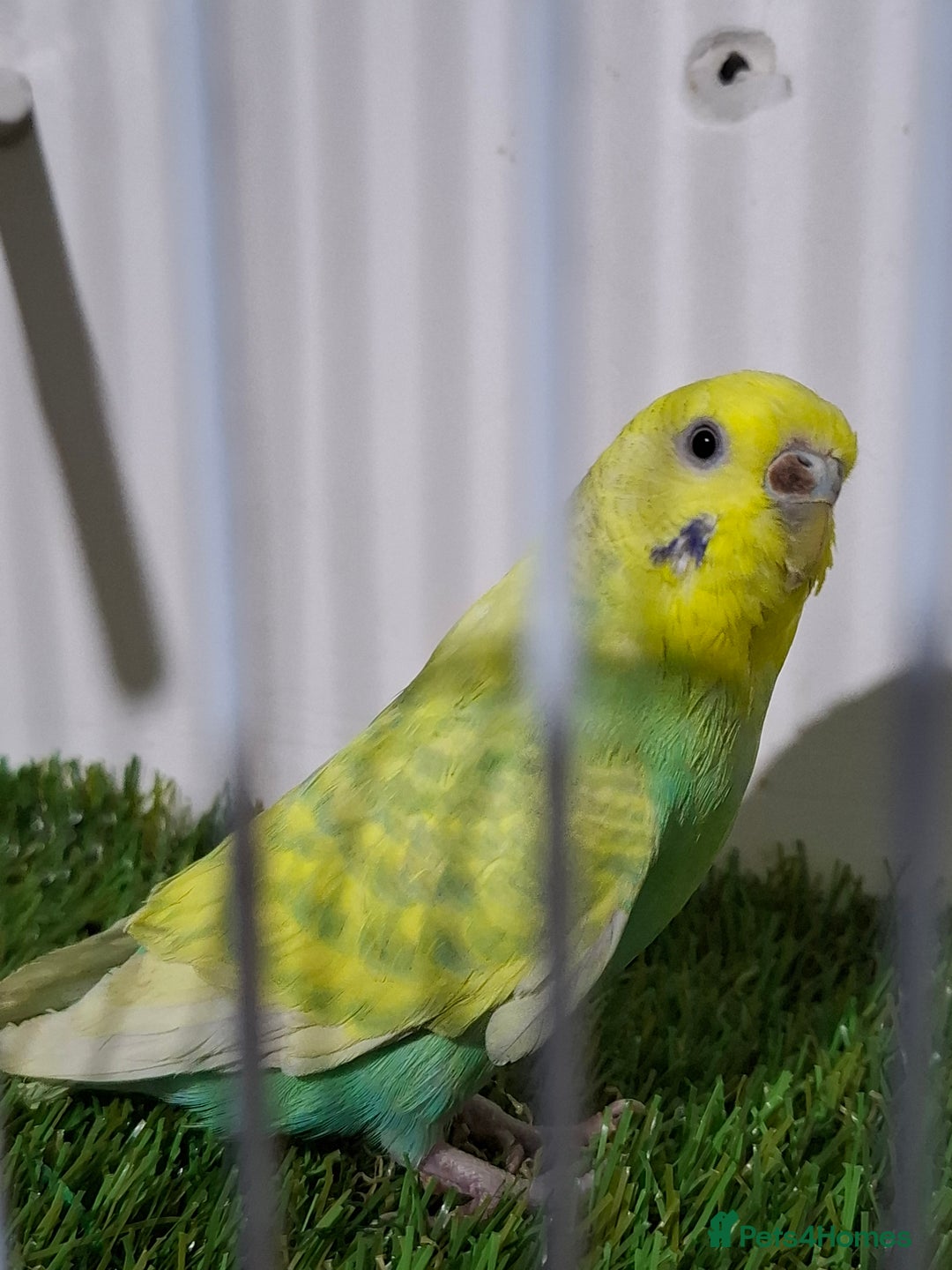 Budgerigars birds for sale: Budgies for sale  - Advert 18