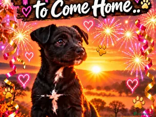 Patterdale Terrier dogs Stunning black Patterdale puppies - Advert 11