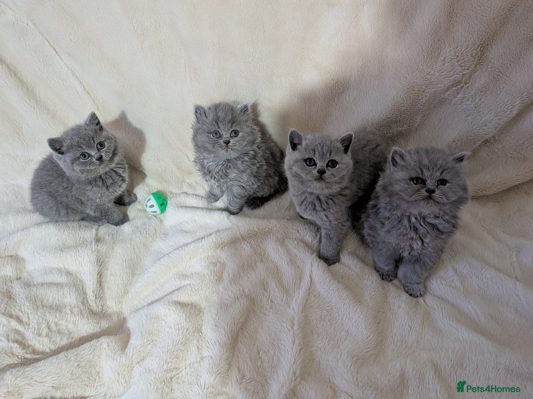 British Shorthair cats for sale: Beautiful British Shorthair kittens GCCF reg - Advert 2