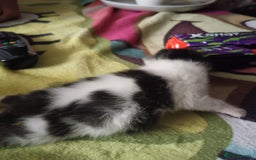 British Shorthair cats for sale:  Cute kittens for sale for £100 - Image 12