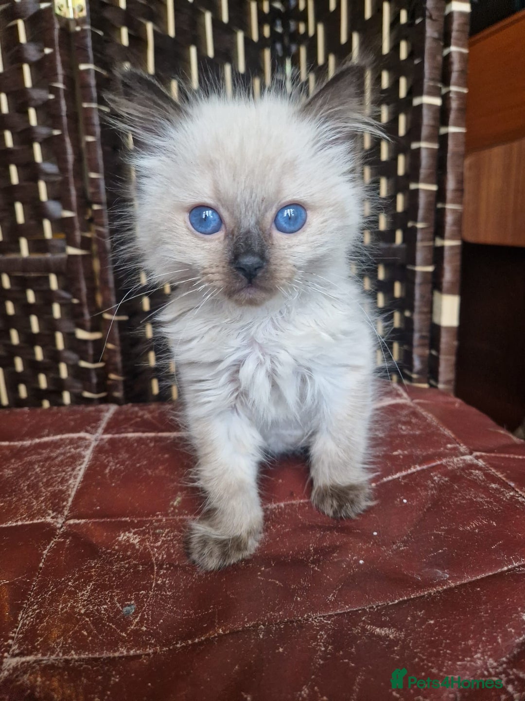 Ragdoll cats for sale: 1 sweet Ragdoll boy looks for a loving family  - Image 6