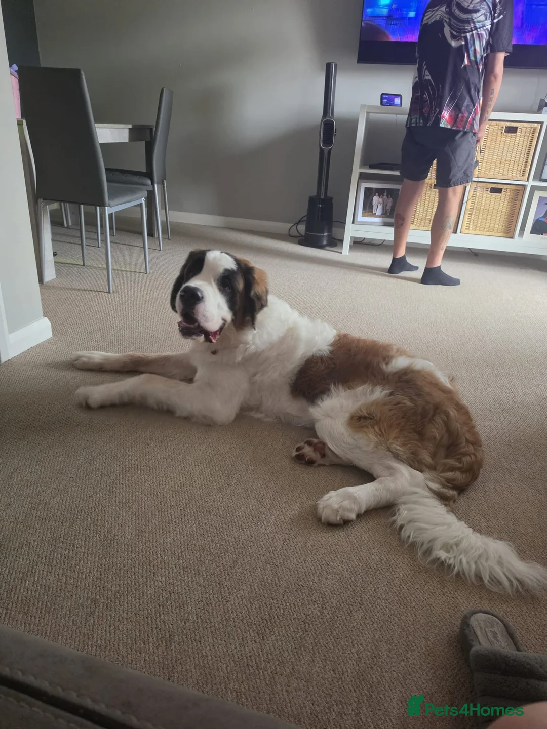 Saint Bernard dogs for sale: 7 month old puppy in Derby - Advert 2