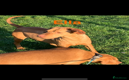 Hungarian Vizsla dogs for sale: Adult Hungarian vizslas 1 male 3 female  - Image 4