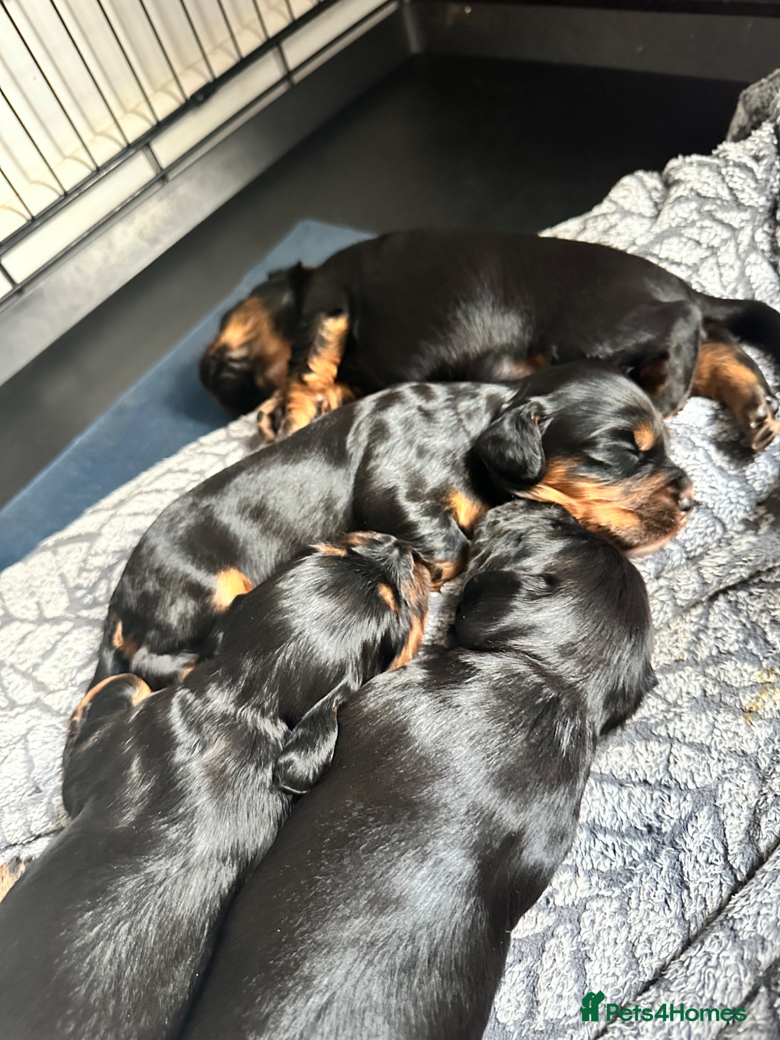 Cocker Spaniel dogs for sale: KC Registered Cocker Spaniels–DNA Clear Parents 👑 - Advert 8
