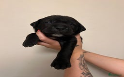 Cane Corso dogs for sale: Cane corso puppies  - Image 13