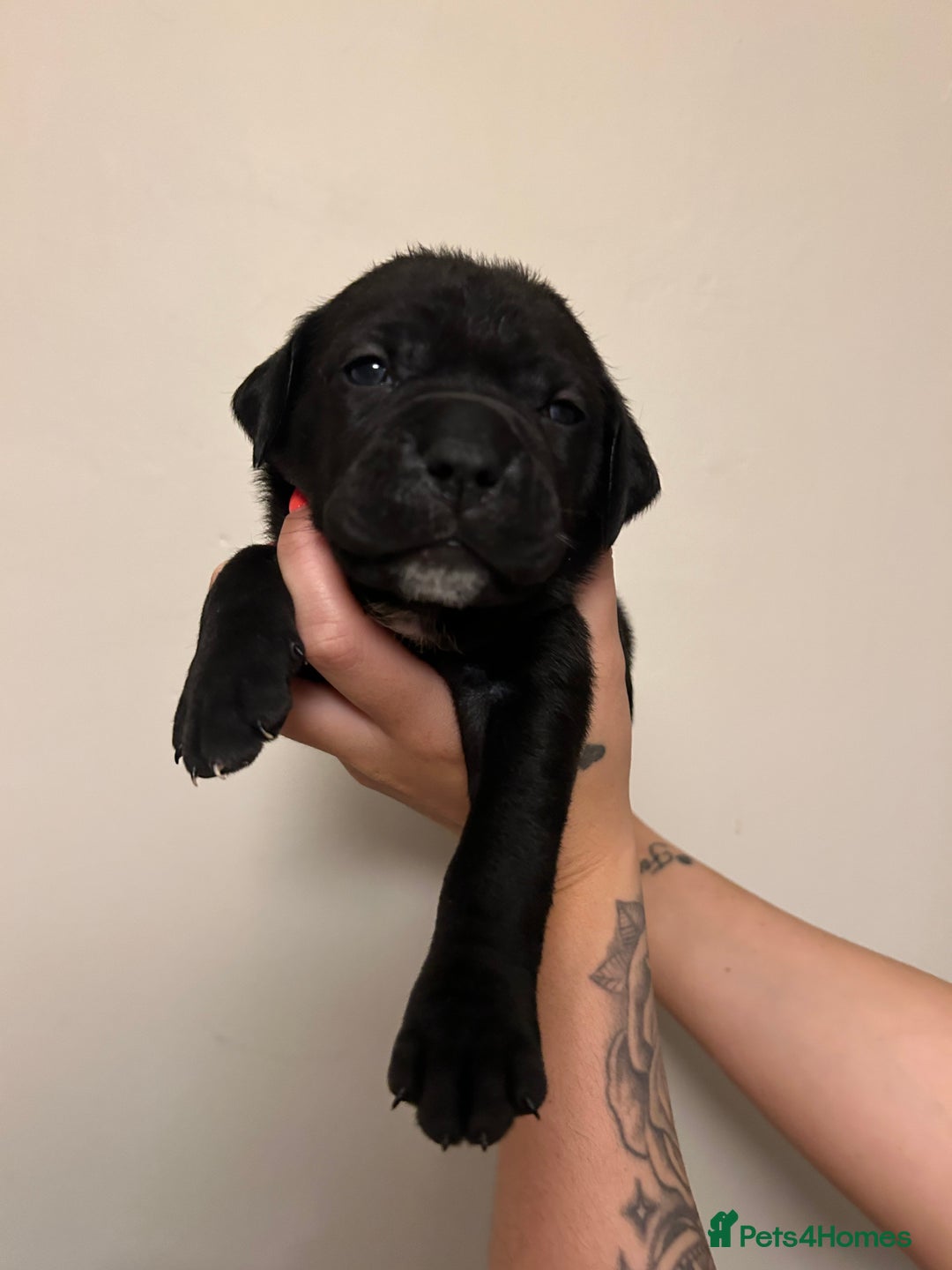 Cane Corso dogs for sale: Cane corso puppies  - Image 13