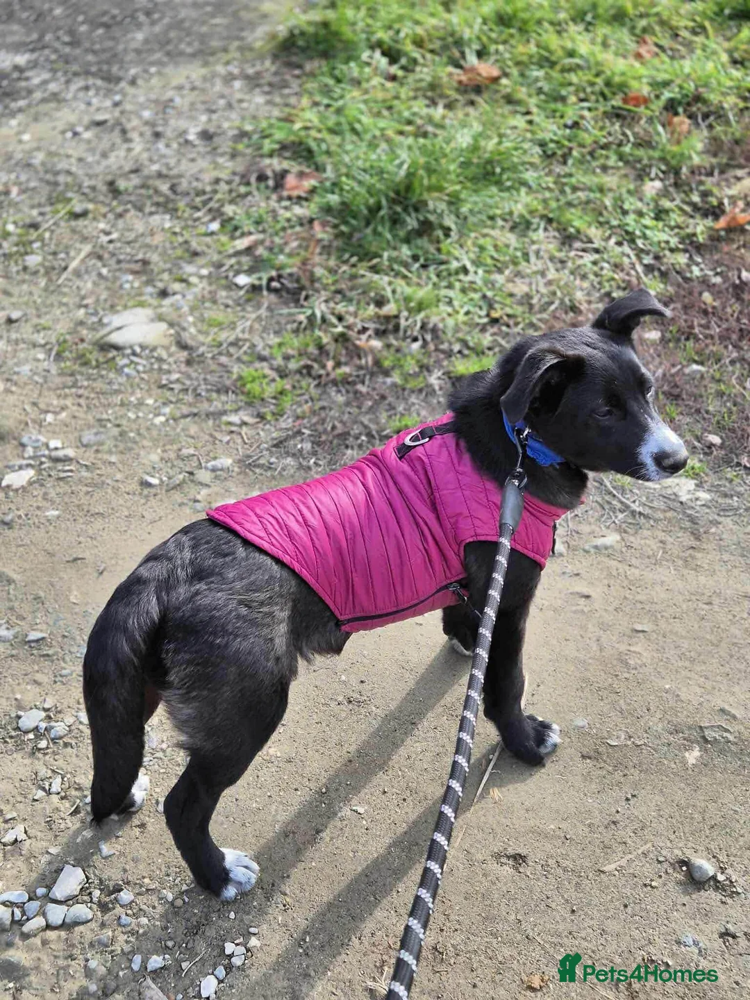 Mixed Breed dogs for adoption: FLEUR-happy&playful girl/ loves dogs/ affectionate - Advert 6